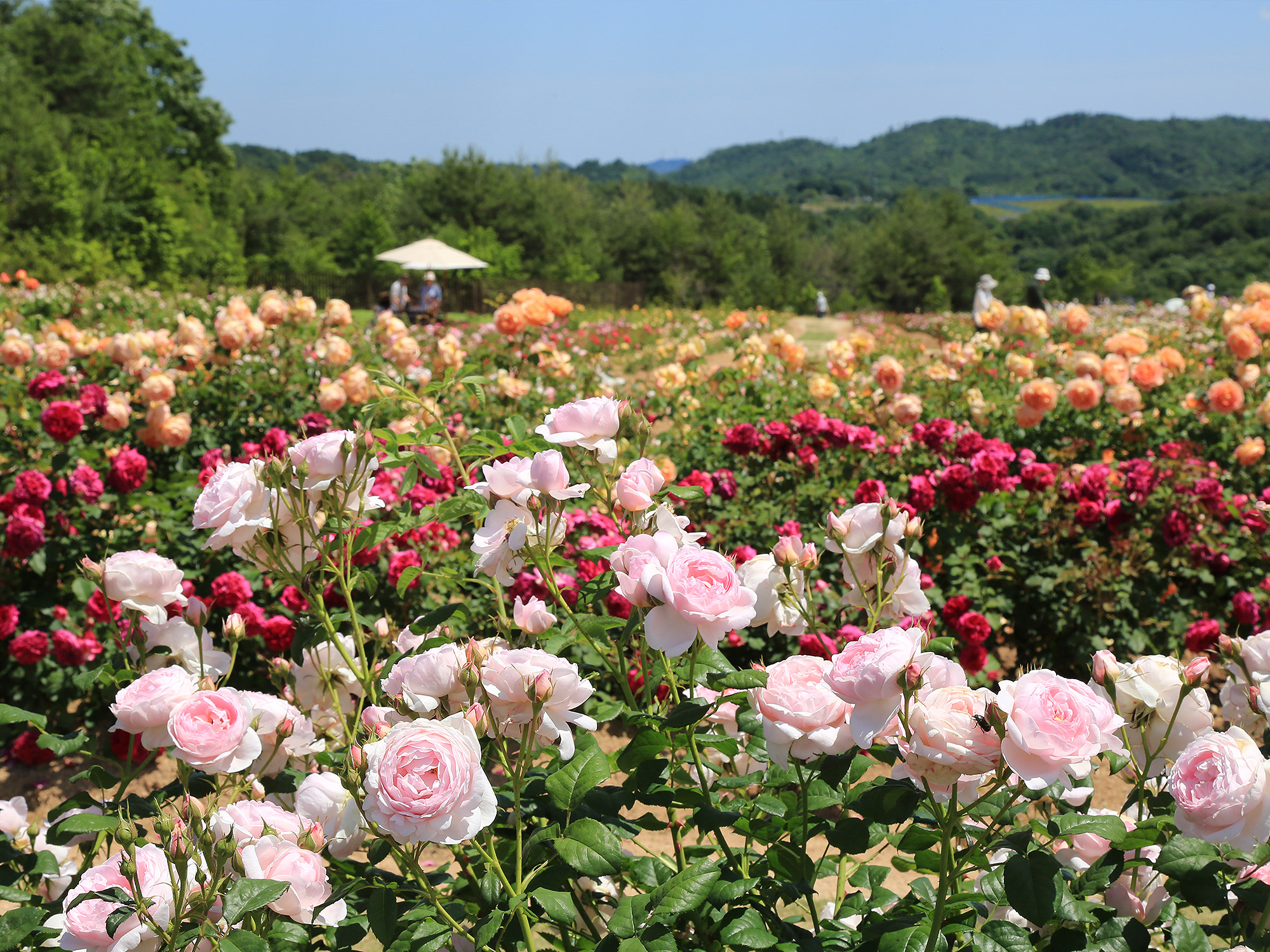 02a9b2ee86bd3fa5aa5e09407718cc83