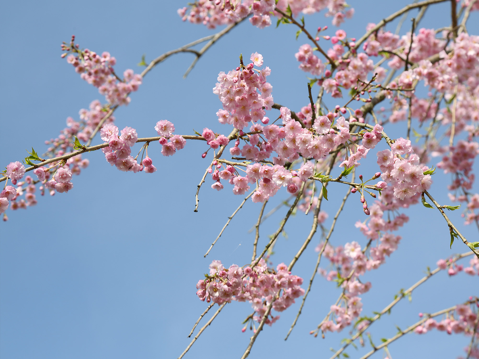 27618e865d7d8706b7fb191c467ab6a8