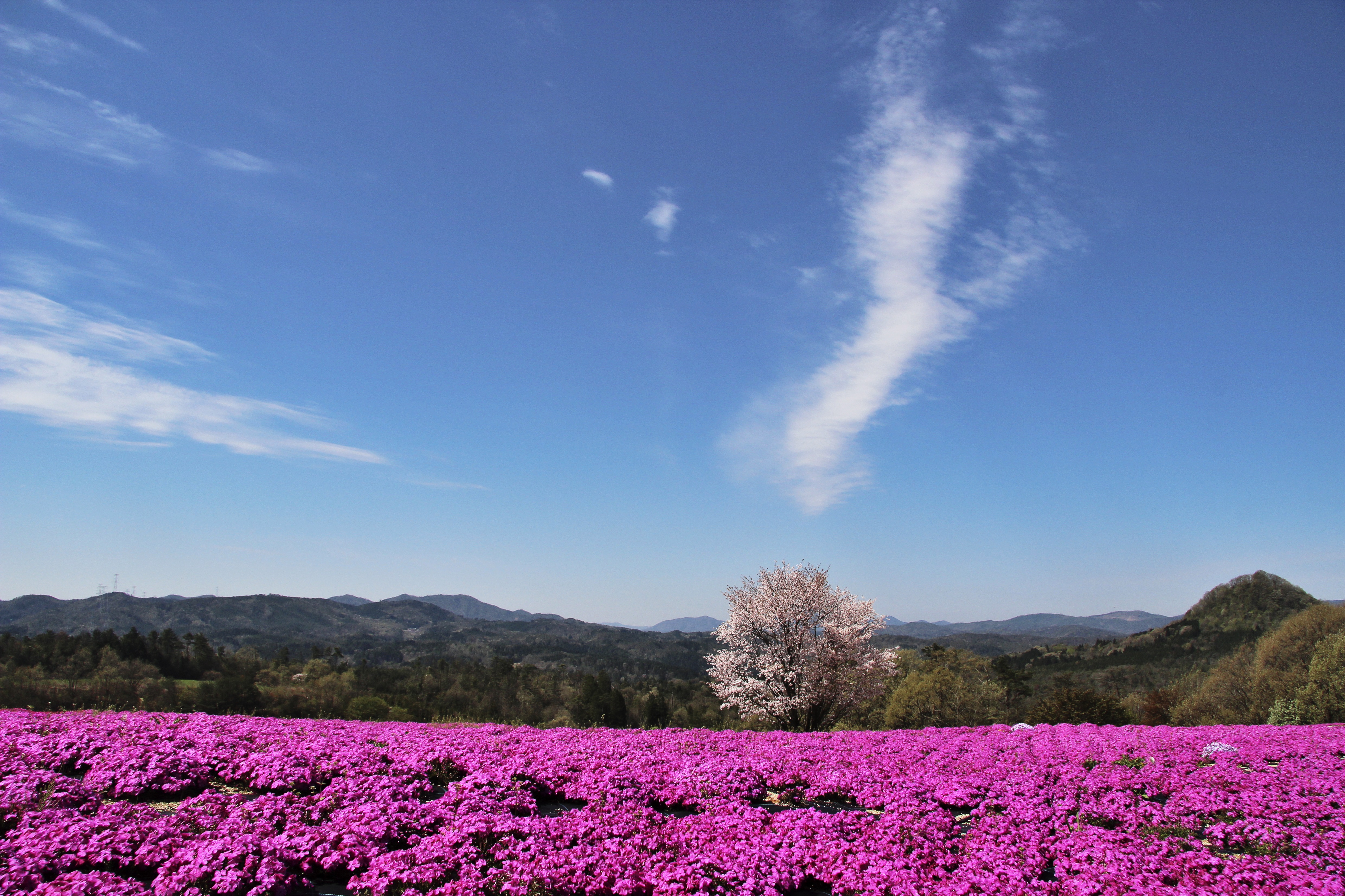 ca20c7f66ccc2484c2909cd3d5c3b4a0