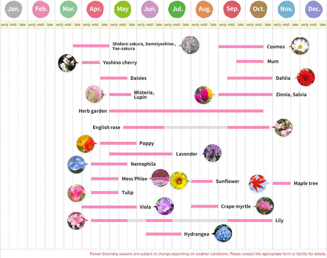 Annual Flower Calendar