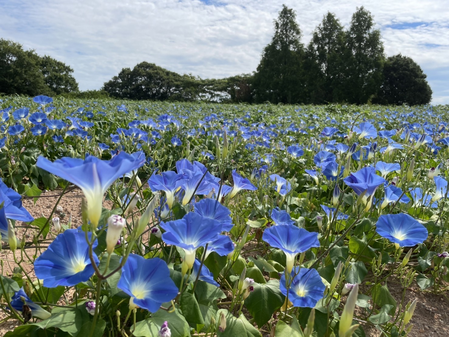 見る セラナンデス 世羅町観光協会