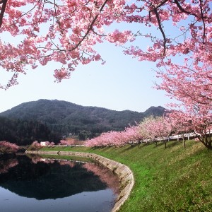 桜 セラナンデス 世羅町観光協会