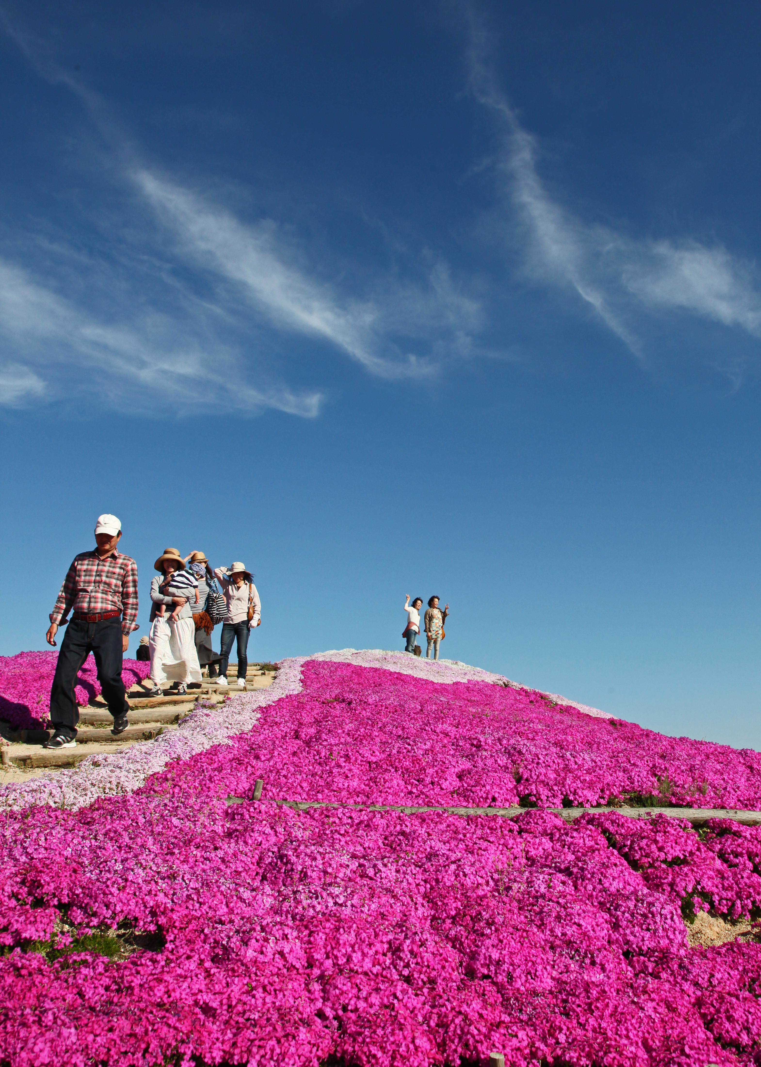 芝桜 セラナンデス 世羅町観光協会