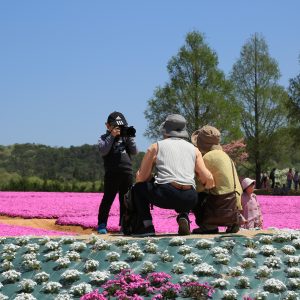 芝桜 ネモフィラ セラナンデス 世羅町観光協会