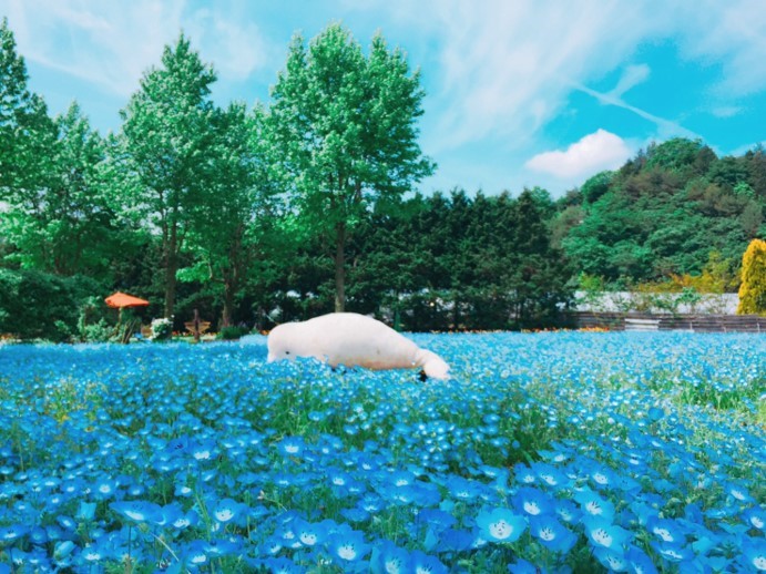 ネモフィラ 香山ラベンダーの丘 セラナンデス 世羅町観光協会