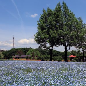セラナンデス 世羅町観光協会 せら高原の季節の花や果物情報など観光に役立つ情報を発信中